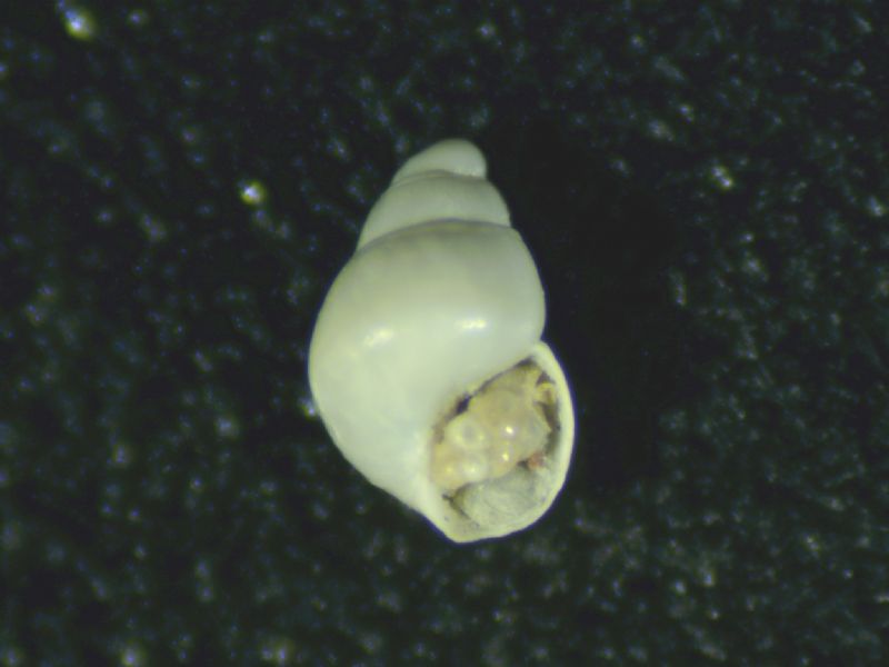 Odostomia aartseni?